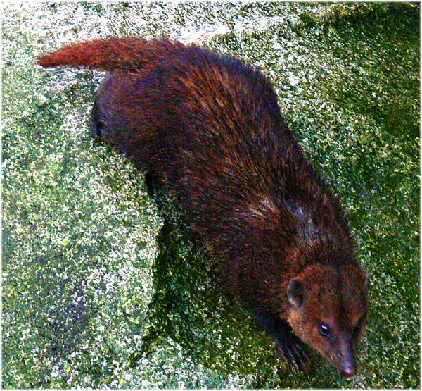 FOTO NATURA HUESCA 2 MANGOSTA NEGRA herpéstidos herpestidae Charles