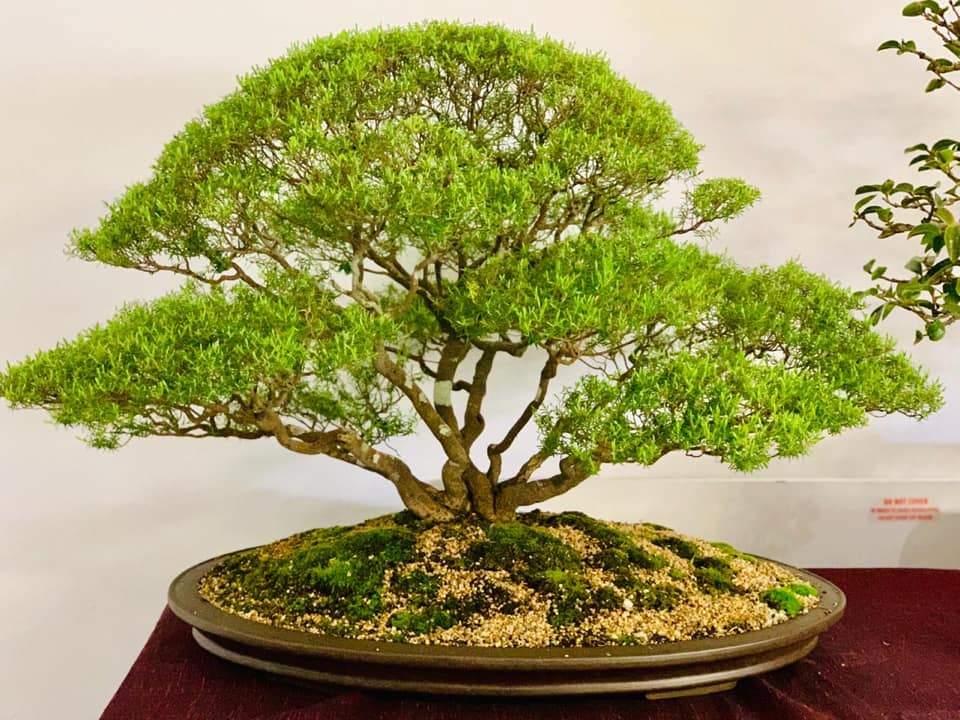 Bonsai Nursery Multi trunks