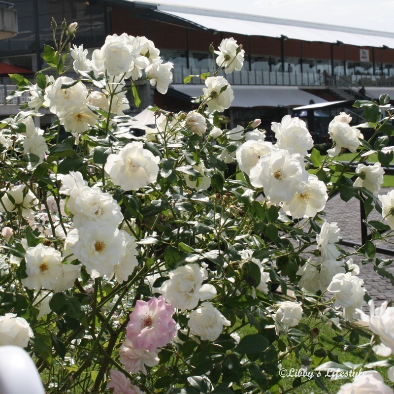 Roadside Ikebana Curving Lines And More Than Two Vases