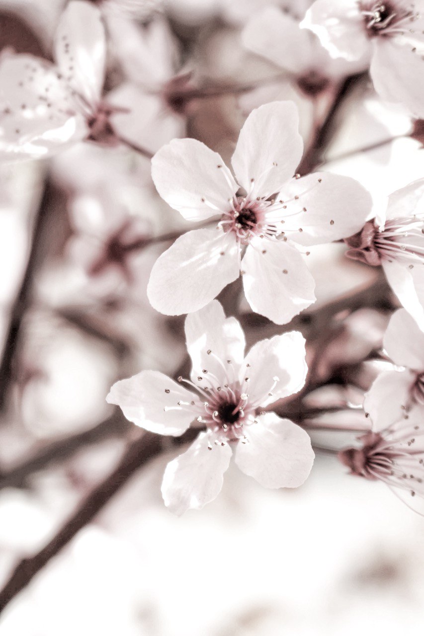 spring awakening by missvoguevoyage spring floars, frühlings anfang