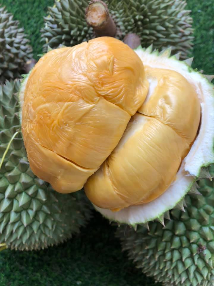 Berita TV Malaysia Durian Hari hari datang yang fresh punya