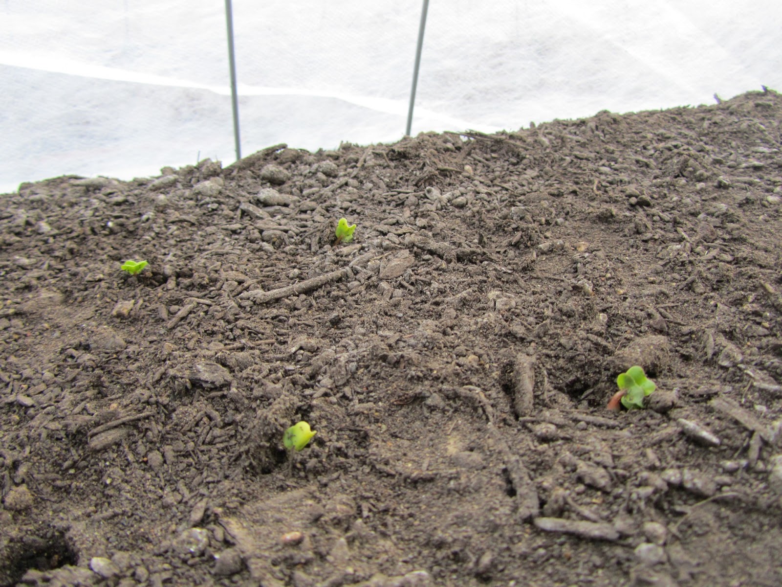 Four Hills of Squash Radish Germination