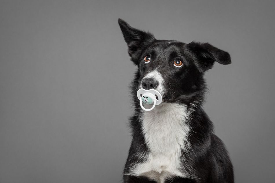 Absolutely Incredible Dogs Photography by Oszkar Daniel Gati