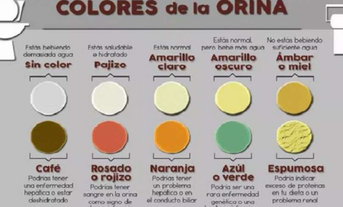 El Color de Tu Orina Dice Mucho sobre tu Salud. - Cadena de Amor