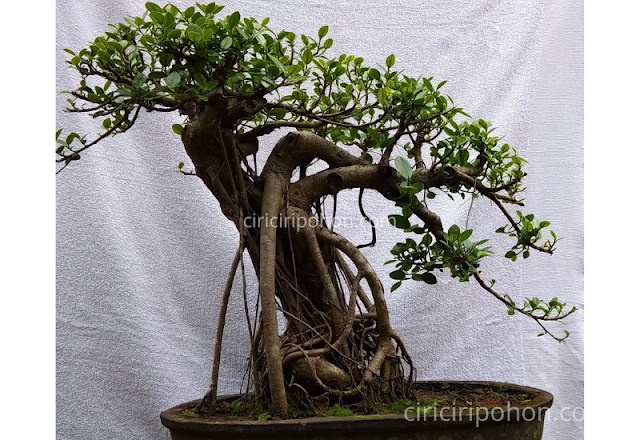 Ciri Ciri Pohon Bonsai Dolar