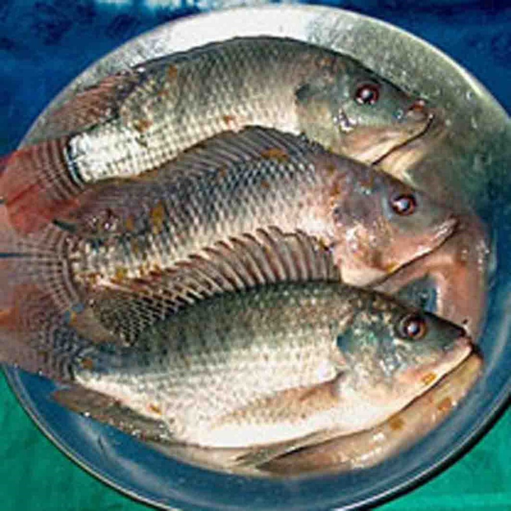 IKAN AIR TAWAR MALAYSIA IKAN TILAPIA BUNGA