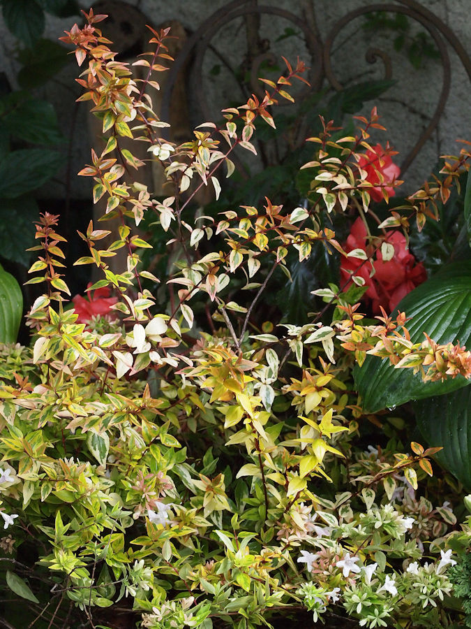 Adorable Abelia Steemit