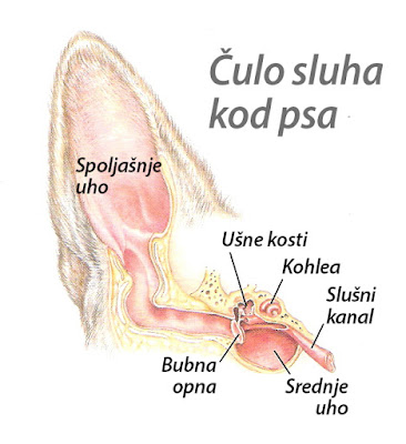 Anatomija čula sluha kod psa