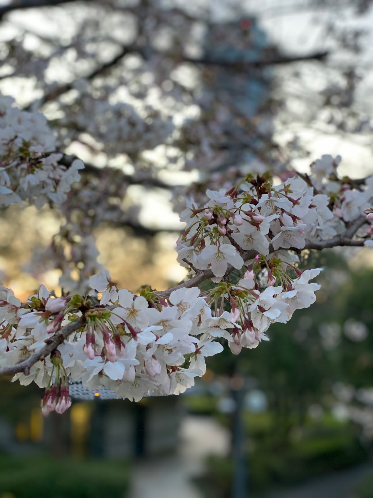 Garden Muses Not Another Toronto Gardening Blog Allan Gardens