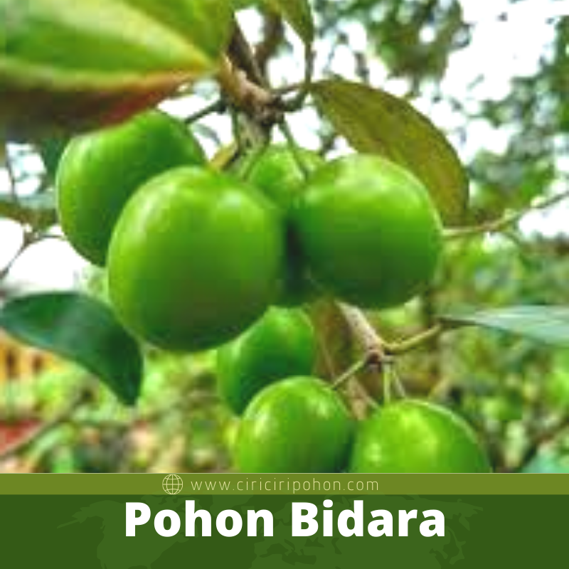 Pohon Bidara