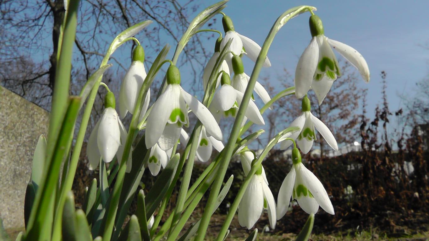 Einfach nur Schön Krokusse und Schneeglöckchen