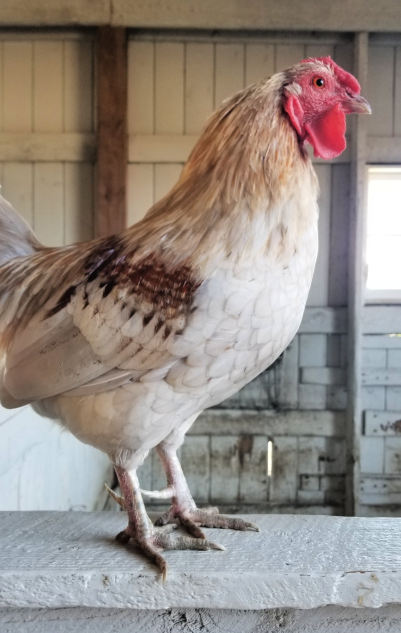 Are my Chicken Eggs Fertile? Fresh Eggs Daily® with Lisa Steele