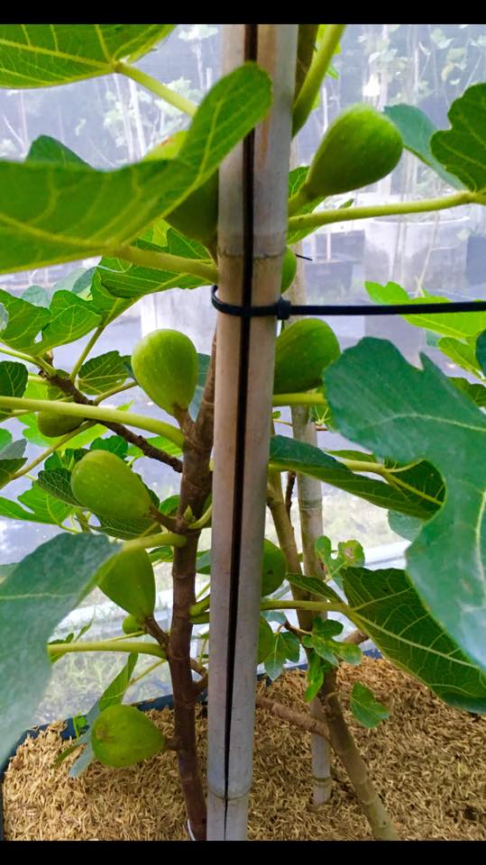 Figs Photo Collection Around the World MAROC 23 ( morocco) Figs