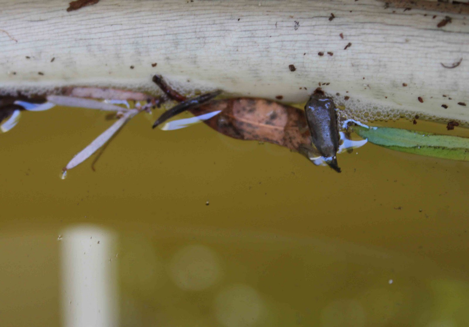 MadSnapper Pollywog Paparazzi