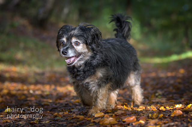 Christmas gift vouchers for dog photo sessions