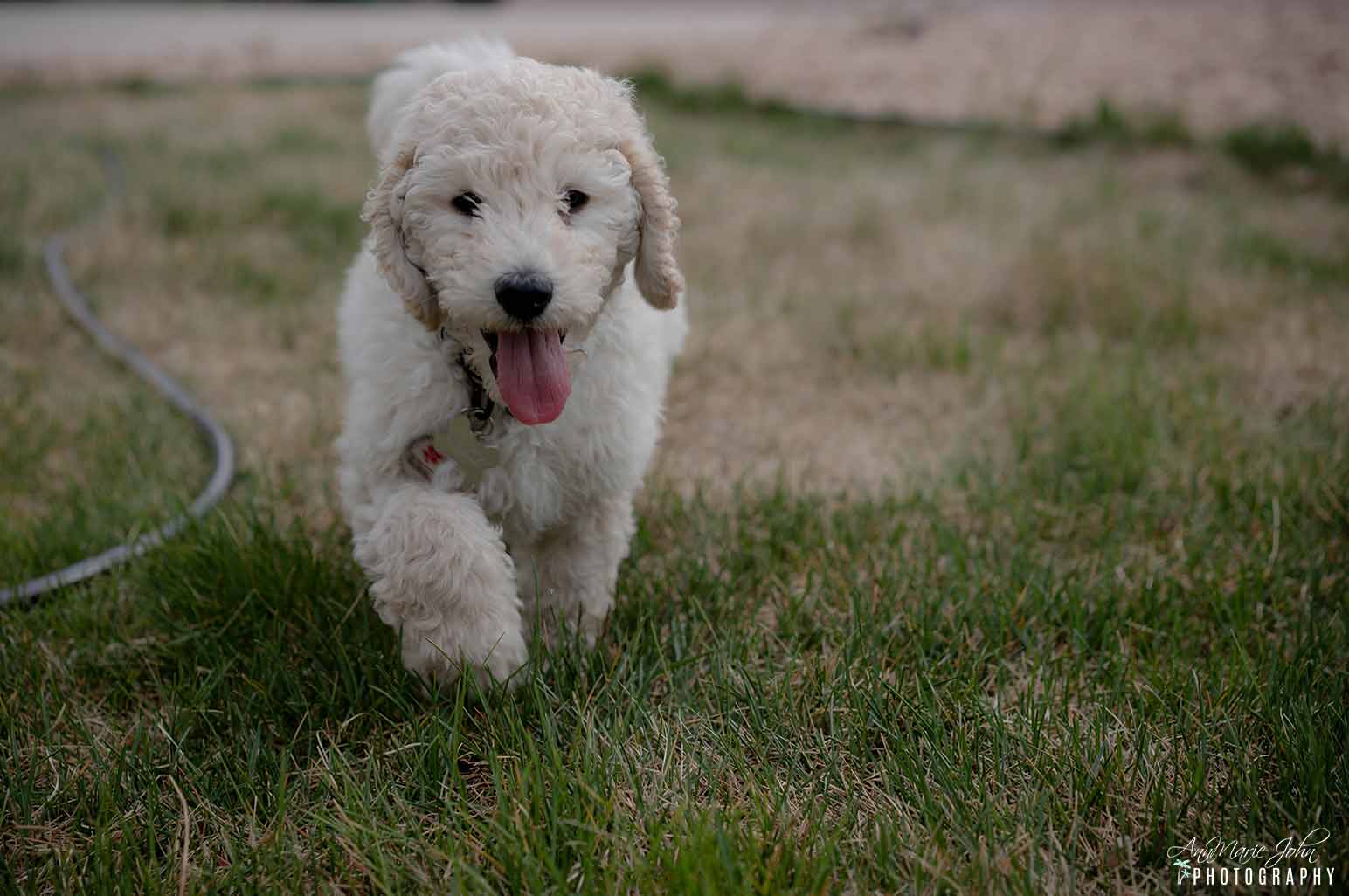 How to take care of a brand new puppy.