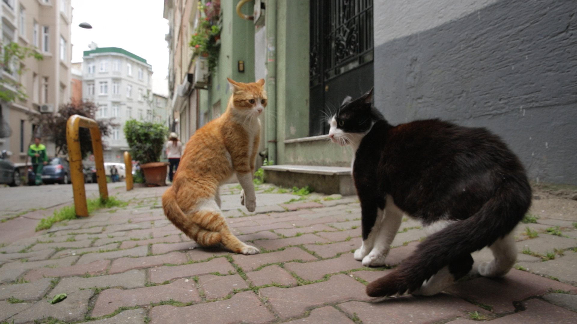 キツネは猫を食べるのですか? - キツネは猫を食べるのですか?