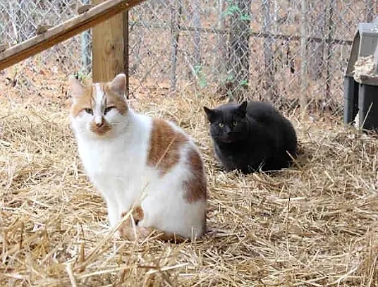 Experienced barn cats Butters and Grayson