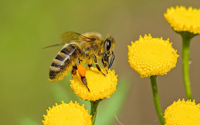 Küresel bir çalışma, vahşi doğada bildirilen arı türü sayılarının 1990 ve 2015 yılları arasında keskin bir şekilde düşüş gösterdiğini bulmuştur.