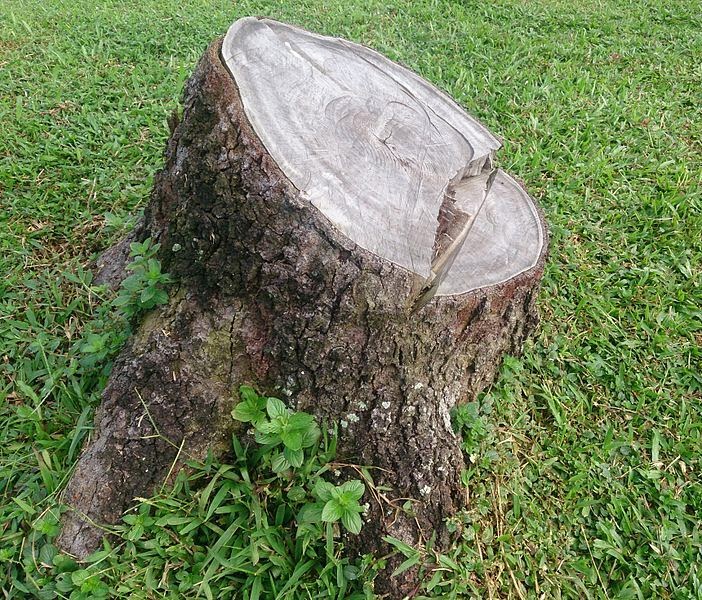 http://commons.wikimedia.org/wiki/File:Tree_stump_1.jpg