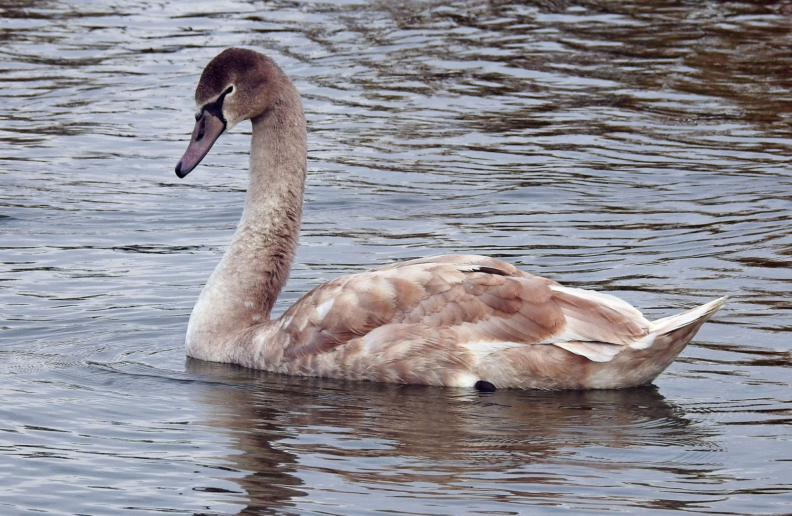 BIRDWALKERMONDAY 18102015 MALDON, ESSEX MUTE SWAN (JUVENILE