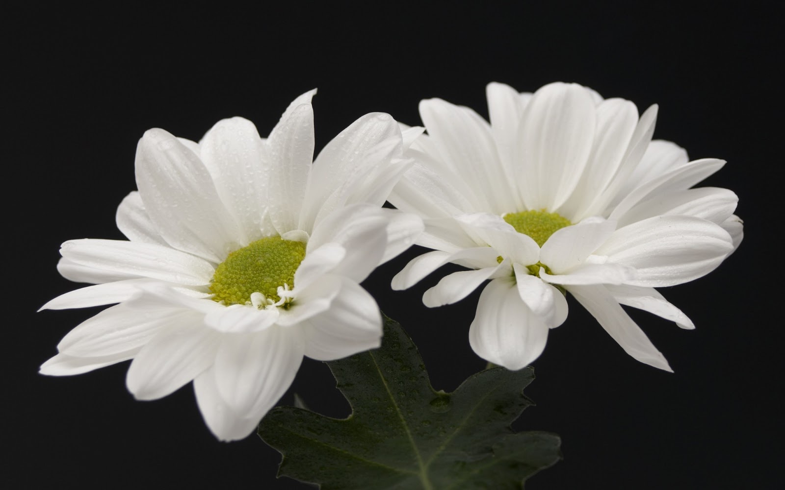 flowers for flower lovers.: Beautiful white flowers wallpapers.