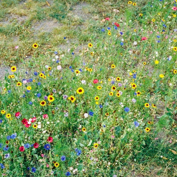 9Z – Lover – Single