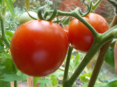 Tomatoes Watering and Harvesting: August on The 80 Minute Allotment 