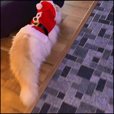 Santa Cat GIF • White fluffy cat with a red Santa suit. So cute and cool kitty 1-2