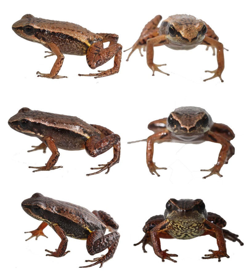 Species New to Science [Herpetology • 2018] Hyloxalus felixcoperari