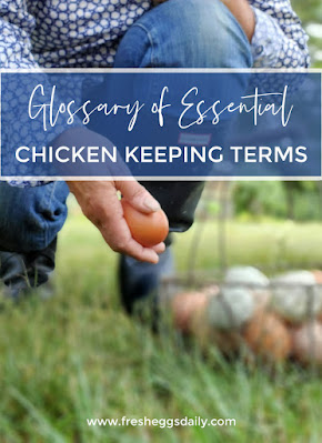 a is for albumen essential chicken keeping terms