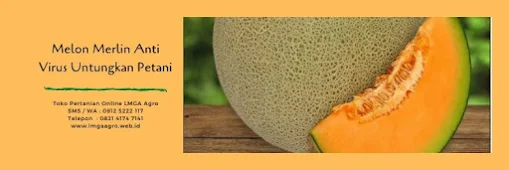 kalori melon, buah melon, manfaat buah melon, cara menanam melon, jual benih melon, toko pertanian, online shop, lmga agro