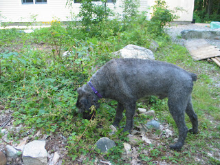 Gadget steps among rocks and bushes to get at ground-vine blackberries. The picture shows him in profile, powerfully built, short gray peach-fuzz fur, and focused on his task.