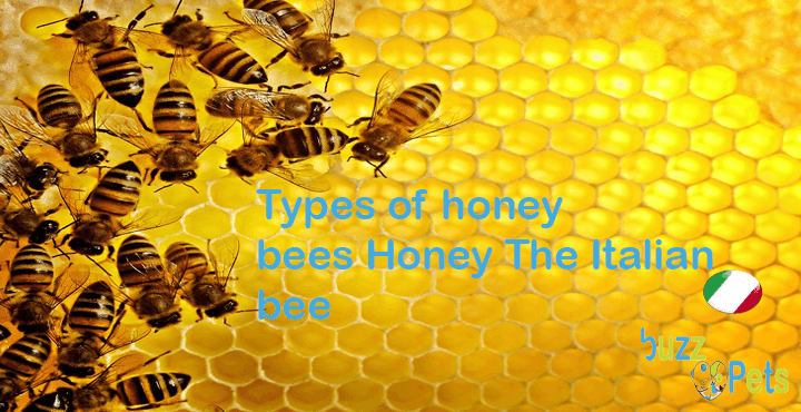 Italian honey bee (Apis Mellifera Ligustica)