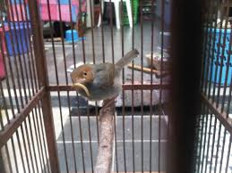 Burung Prenjak Tips Cara Membuat Burung Prenjak Agar Cepat Gacor