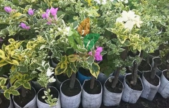 Ini Dia Daftar Tanaman Hias Outdoor Yang Mudah Dirawat Bercocok Tanam