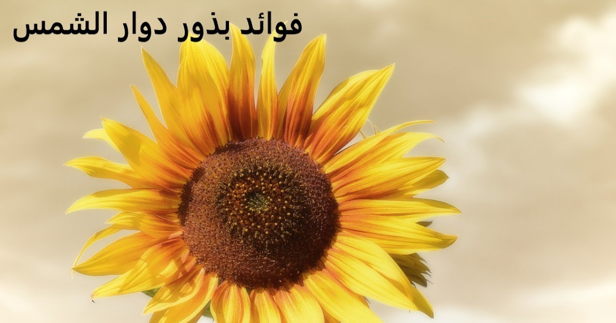 التنقيح عطور النحت هل بذور دوار الشمس تزيد الوزن uindyservicelearninghub com