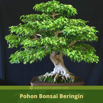 Ciri Ciri Pohon Bonsai Beringin