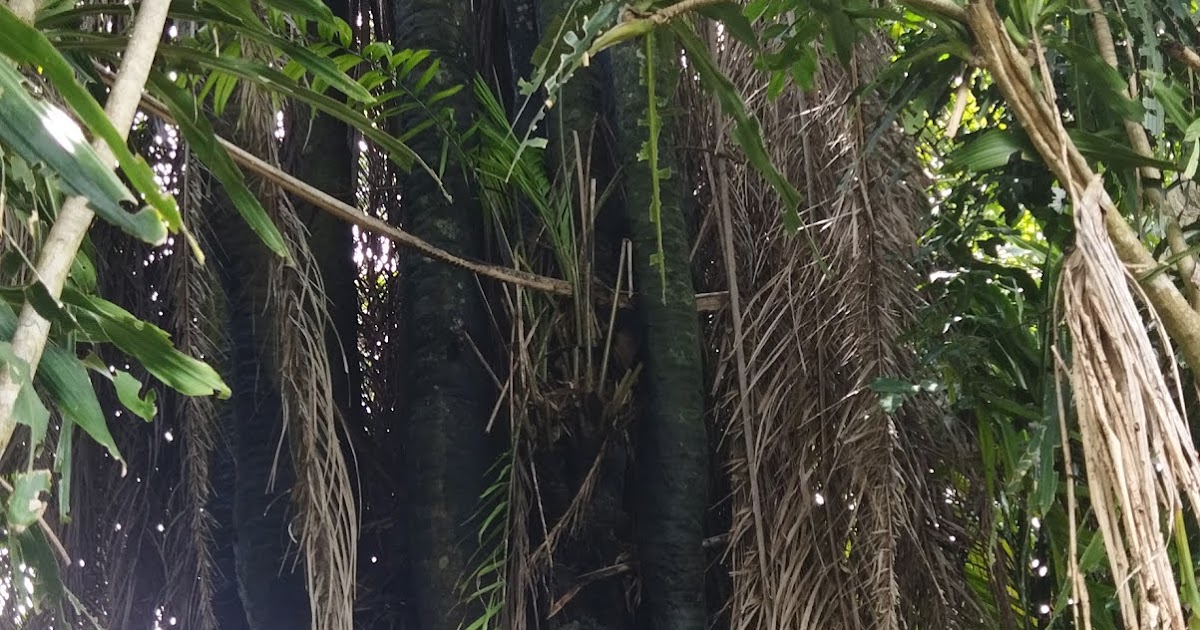 Over 600 years old magical palm tree with 42 heads discovered in