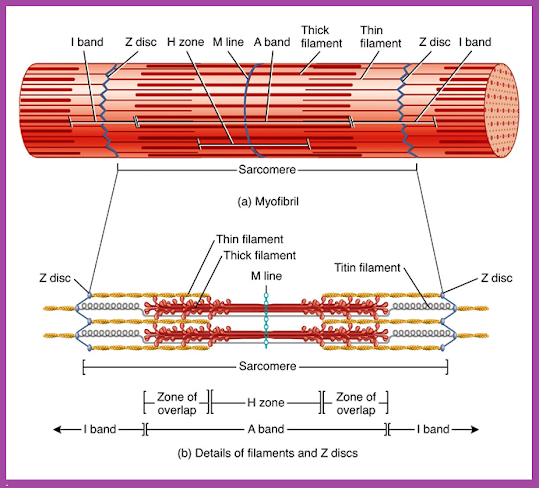 Sarcomere Arrangement