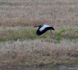 flight bellied whistling duck while walk particular stood took birds others there number
