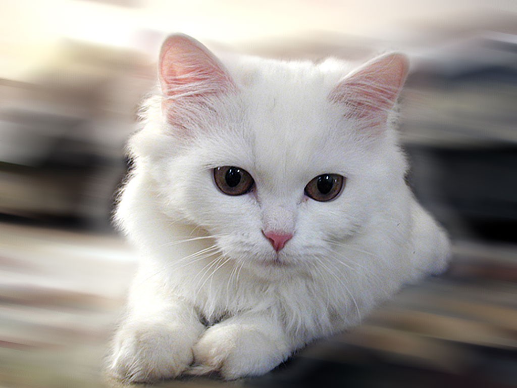 Kötü Kedi Kedi kadar kıymetimiz yok