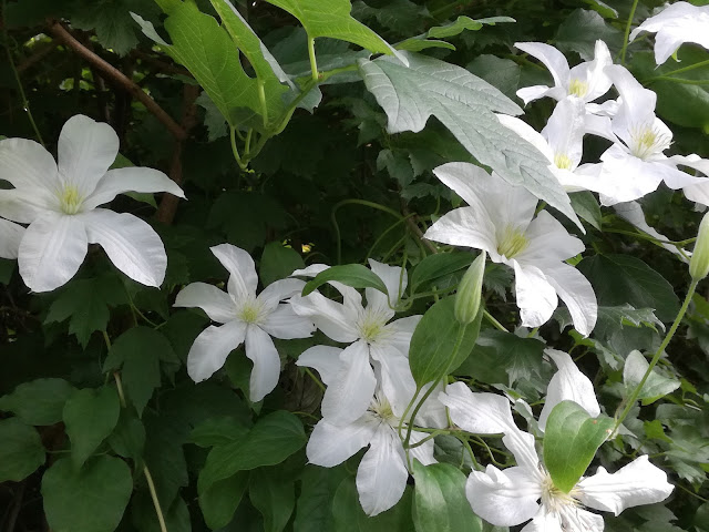 clematis John Huxtable