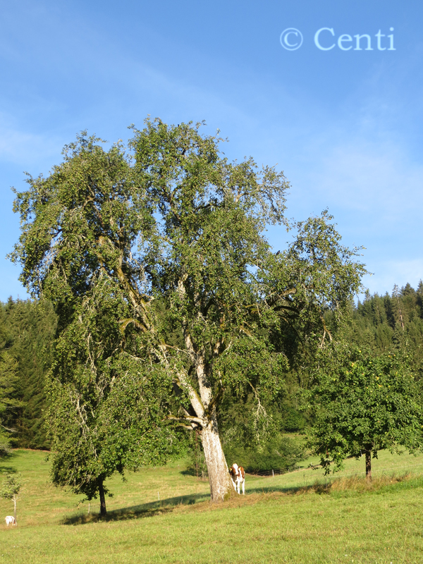 Centi bastelt Sonntagsradeln zum Bäreneckle