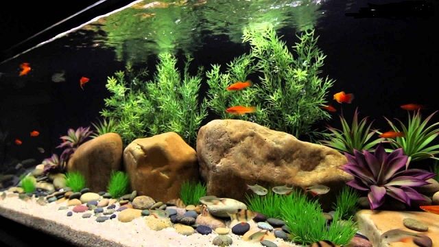 Dekorasi Aquarium Air Tawar Sederhana Hemat Biaya