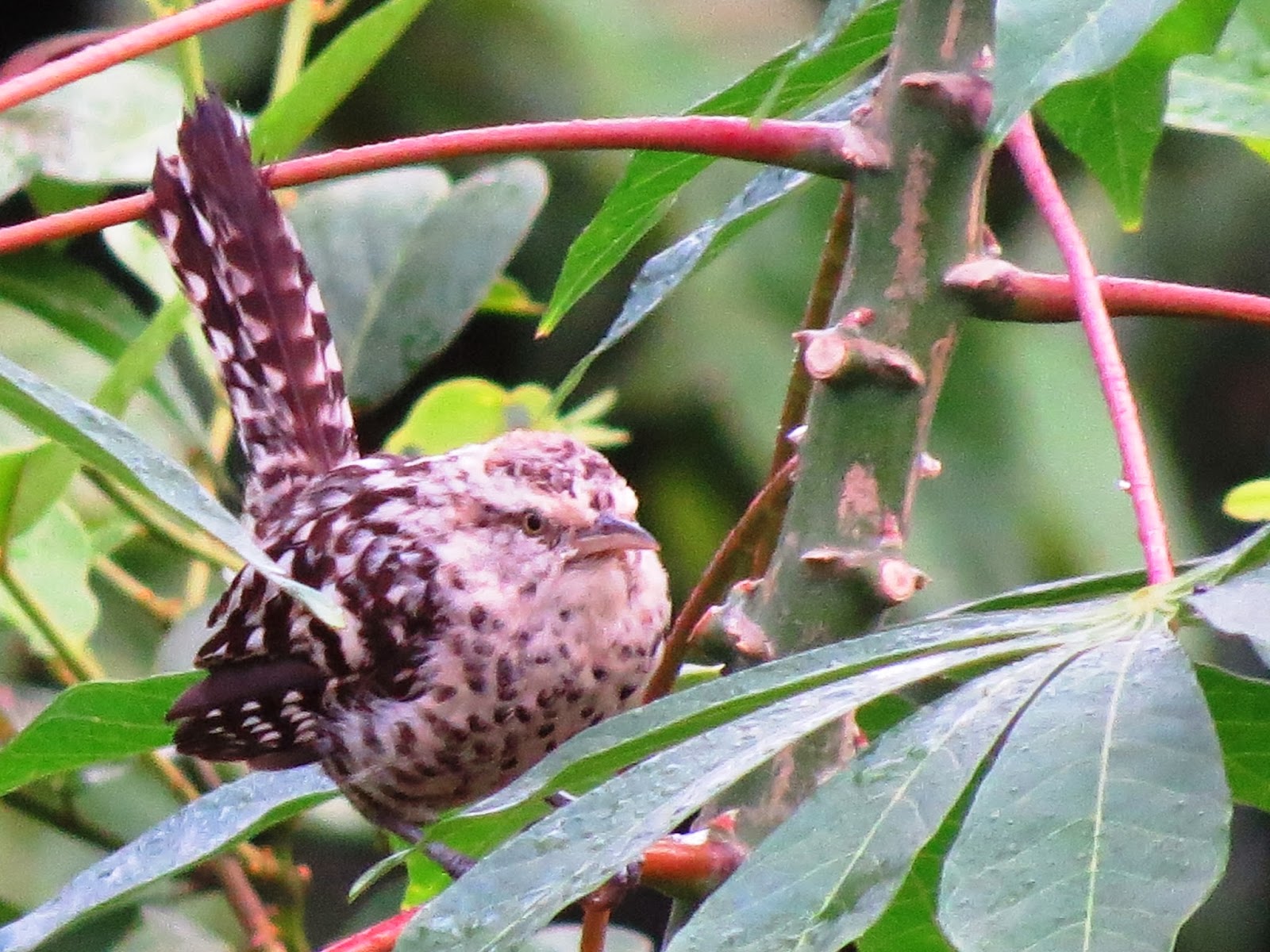 AVES DE VENEZUELA Y EL MUNDO pedro romero ramos: Chocorocoy