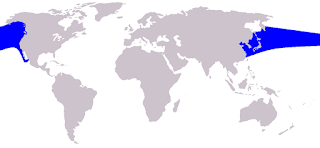 Pasifik beyaz yanlı yunusu doğal yaşam alanı haritası