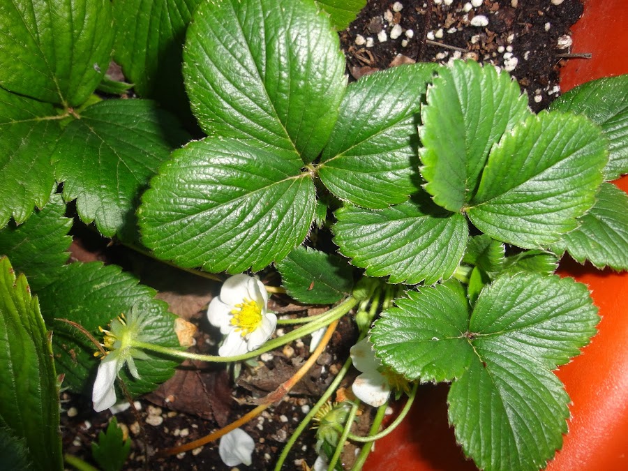 FLORES EN LAS MATAS DE FRESAS