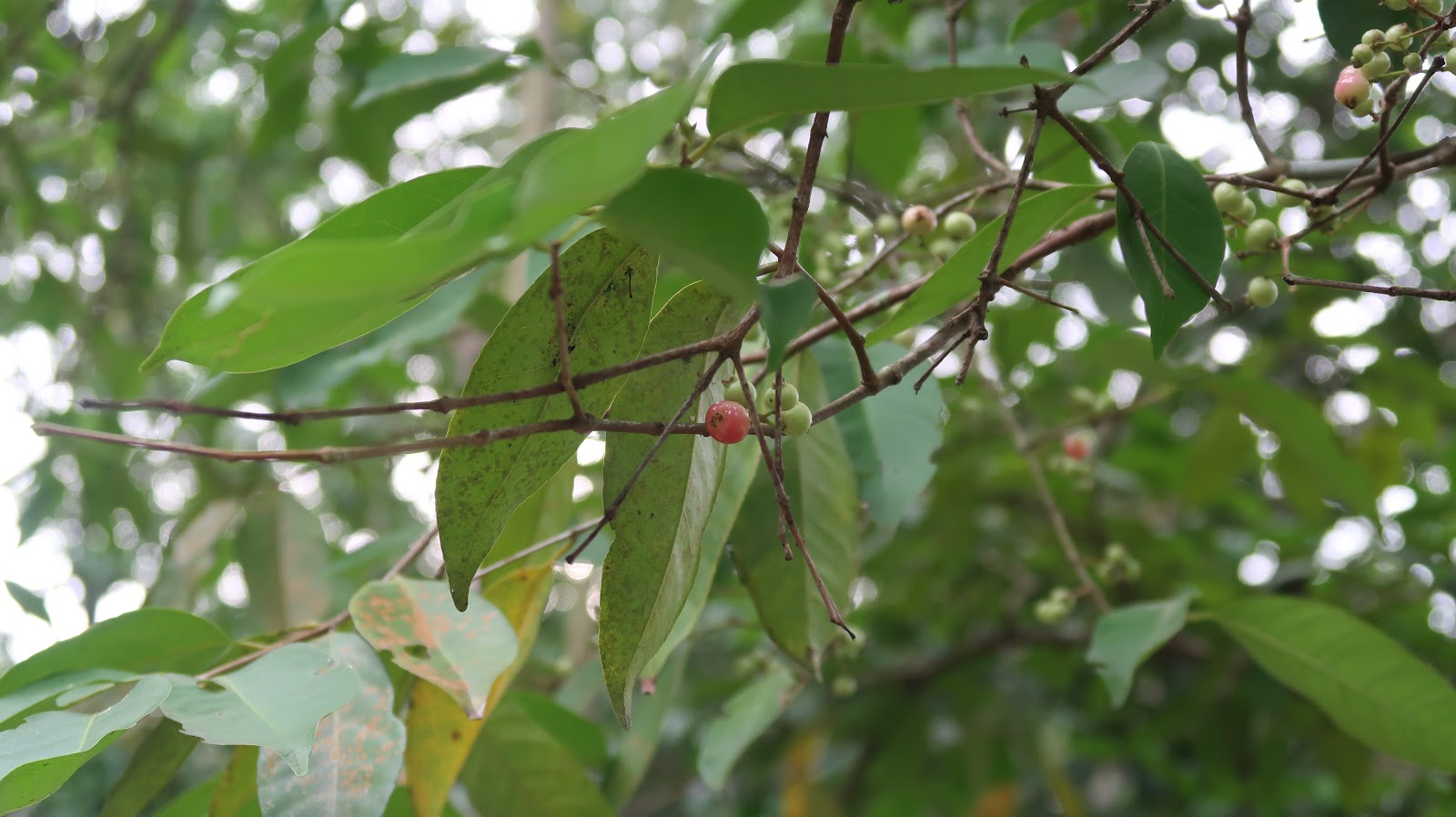 Trees and Plants Salam Tree (Indonesia Bay Leaf)