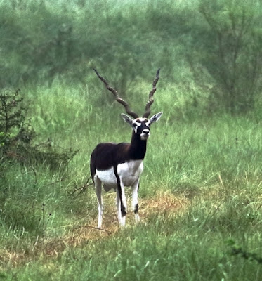 "Blackbuck  Male, a handsome buck in a field of green"